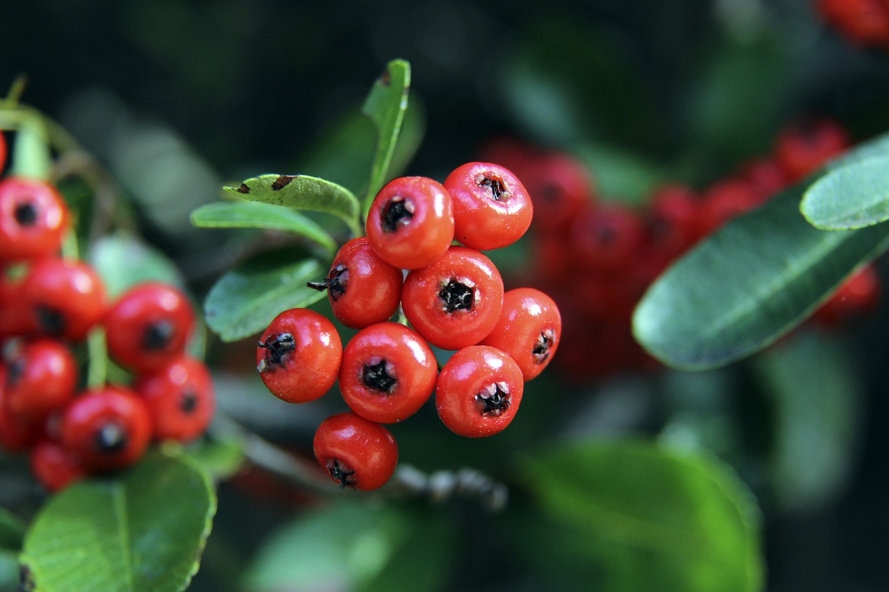 的防守回合 的防守回合