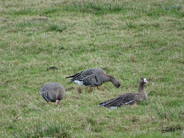 的关键得分 的关键得分