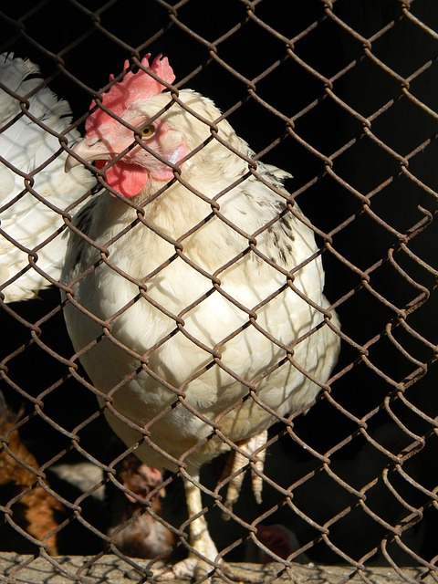 烟花表演 烟花表演